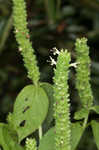 Yellow giant hyssop